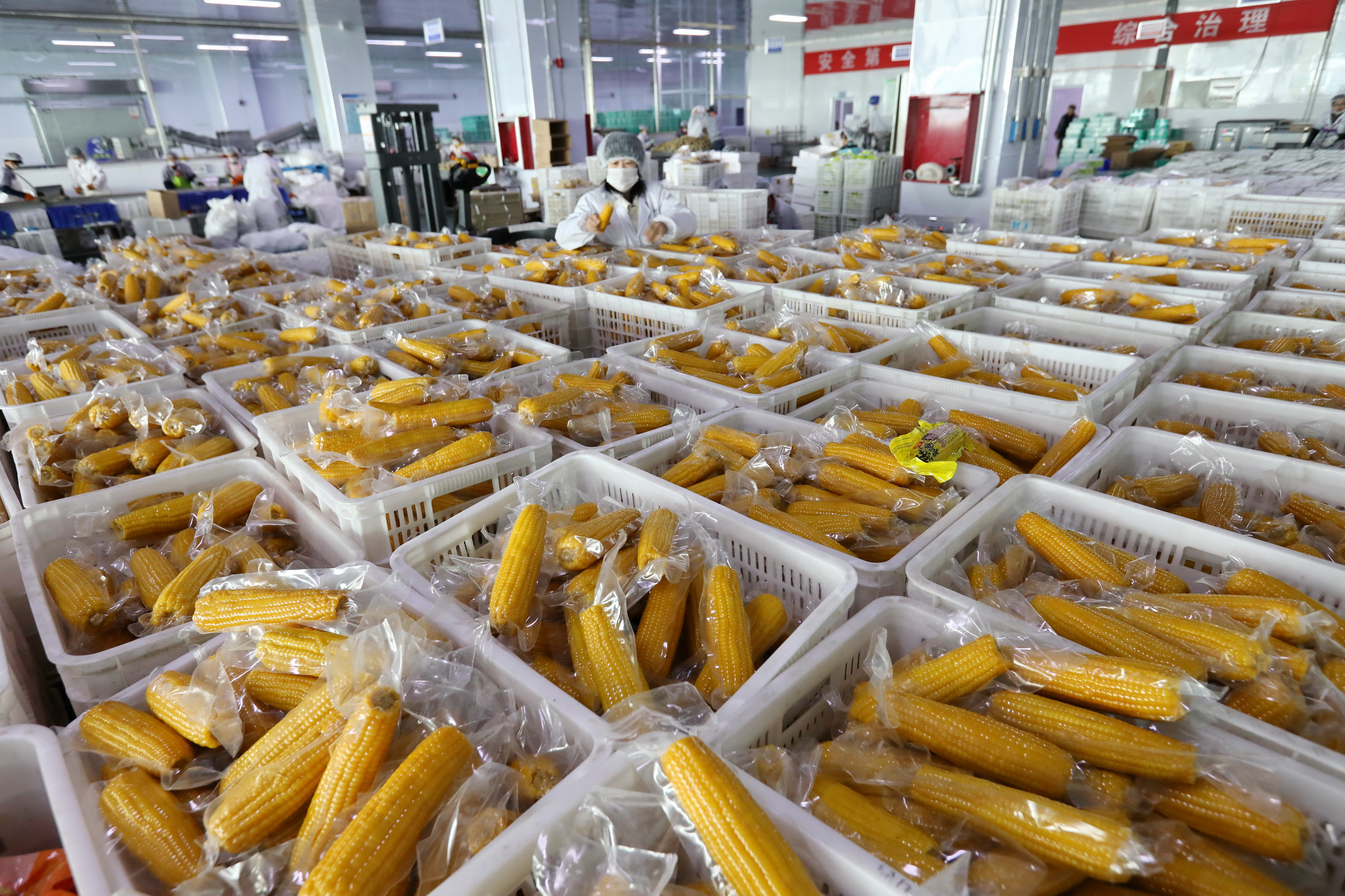 小營盤鎮 工人們高效分揀鮮食玉米，助力農副產品提質增效